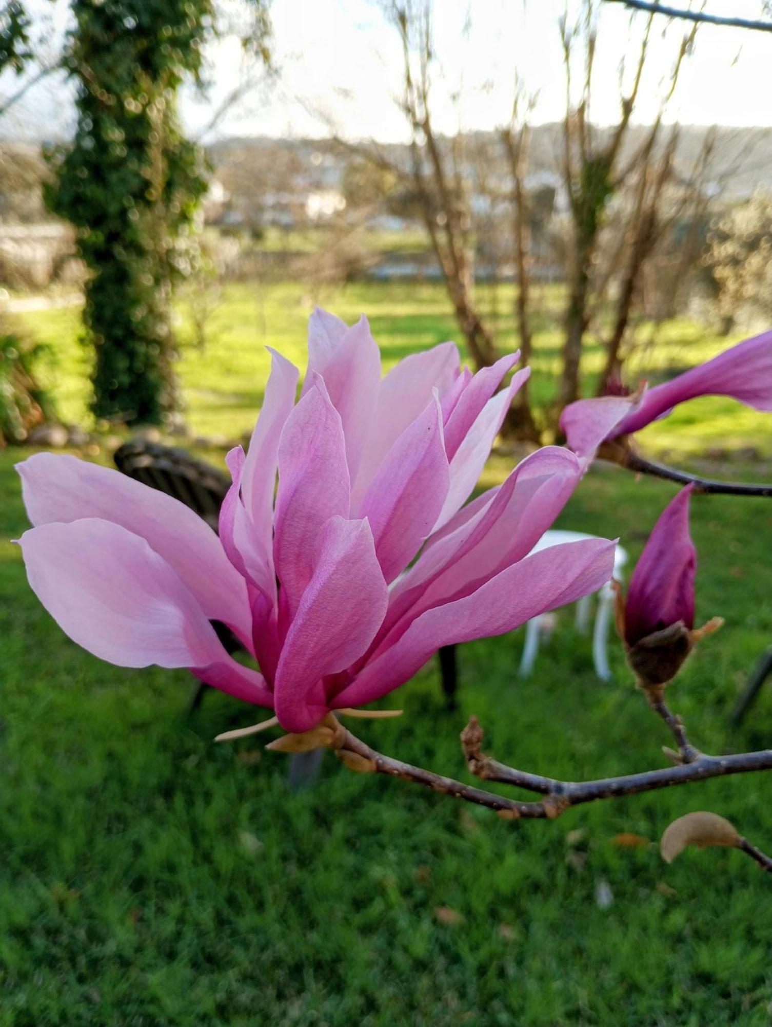 Magnolias Cottage Lousã Esterno foto