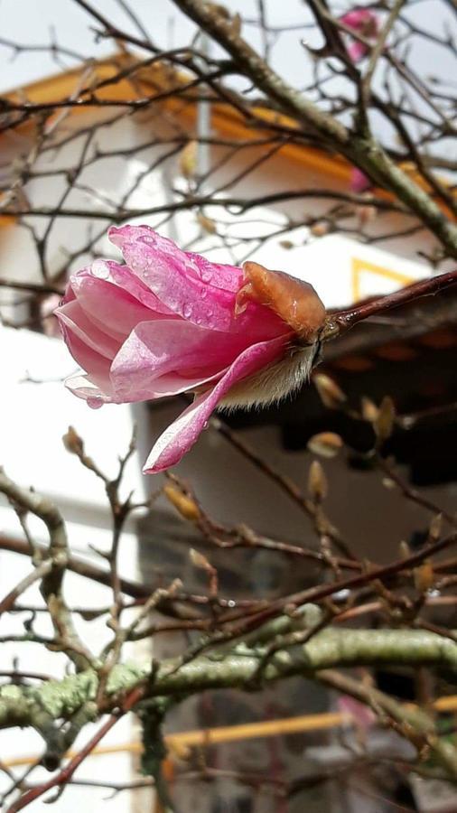 Magnolias Cottage Lousã Esterno foto